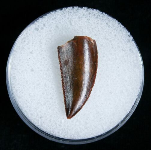 Beautiful Raptor Tooth From Morocco #5175